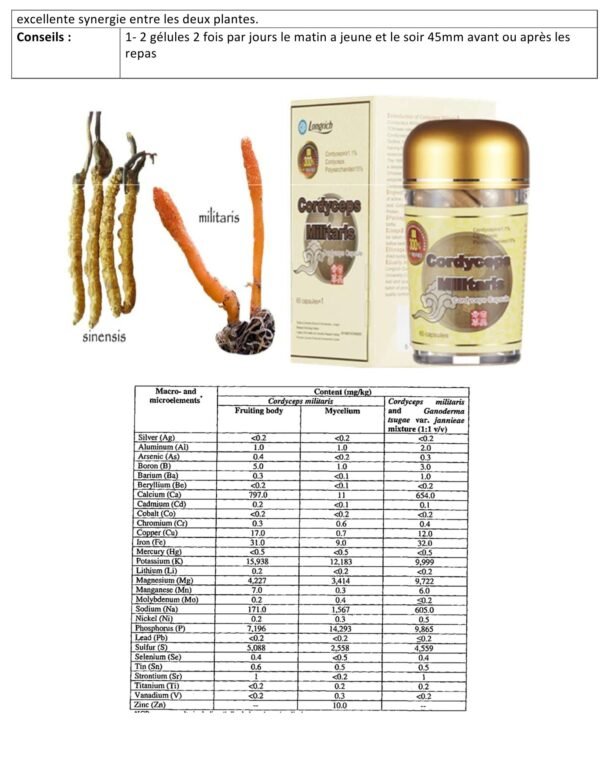 Cordyceps militaris (60 capsules) – Image 4